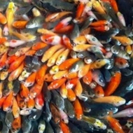 Anakan ikan mas pakan predator aquarium