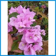 ▧ ✻ SALE!!! RARE ROOTED BOUGAINVILLEA