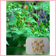 ▥ ⊙ ◪ Native Sili Labuyo (10 seeds)