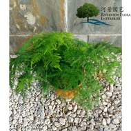 [LIVE PLANT] Asparagus Setaceus/Asparagus Fern/Asparagus Setacus Nanus (140P) Indoor Plant 文竹/云竹 - RIVERVIEW FLORA