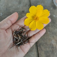 25pcs Biji Benih Bunga Kosmos Golden Yellow Cosmos Flower Seed / Cosmos Sulphureus / Sulfur Cosmos