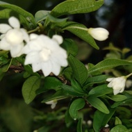 Pokok bunga ( wangi) saiz bonsai. kelulut suka