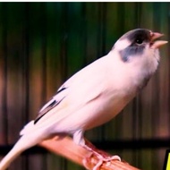 Burung Kenari Af Panda Gacor Dor Gratisongkir