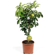 pamelo plant seed(semi dwarf)