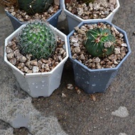 10pcs Plastic Nursery Pots Square Plant Flower Pot Home Garden Tools Gardening for Herb Succulents  SG8B1