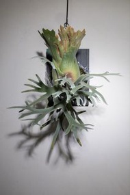 鹿角蕨 Blue queen x harvest moon dwarf