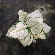 Sindo - Aglaonema Super White Live Plant I6GQ6BNY43
