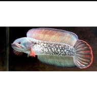 IKAN CANA BARCA SUPER PILIHAN BEBY