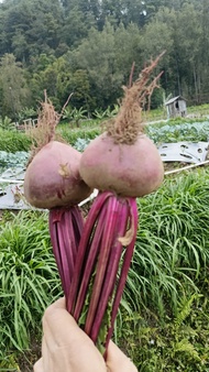 1KG/BUAH BIT/ SEGAR/ MURAH/BERKUALITAS