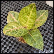 Tanaman Hias Aglaonema / Aglonema Marsha Anjani Real Picture Terbaru