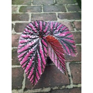 Sindo - Begonia Metallica Live Plant JN5721582C