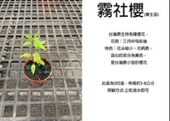 心栽花坊-霧社櫻/3吋/實生苗/櫻花/櫻花品種/觀花植物/綠籬植物/售價100特價80