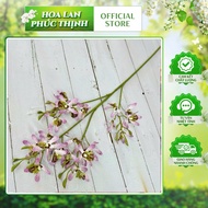 Denro orchid 22 Vip flowers 55cm rubber (4cm cotton) - decorate flower vases for tables, living room
