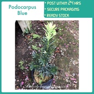 PBN - podocarpus blue - pokok bunga nursery bonsai buddhist pine outdoor real live plant hias deco d