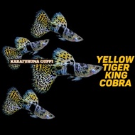 Promo Bibit YTKC ( Yellow Tiger King Cobra ?