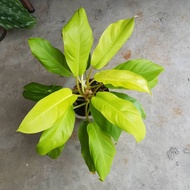 Philodendron malay gold 金黄心叶蔓绿绒 (2 stem)