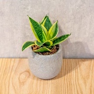 虎尾蘭 桌上型水泥盆栽 觀葉植物 禮物 盆栽 交換禮物 辦公室小物