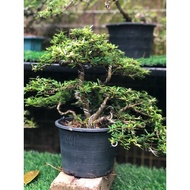 <DSG> bluebell bonsai. flowering bonsai