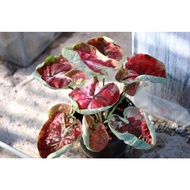 Caladium Tassika Princess (Super Rare)💯‼️