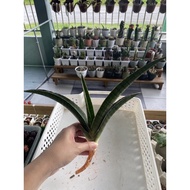 Sanseveria SP Angola