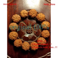 Rudraksha Grain MUKHI 8