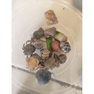 Hermit crab toy contains 12 live educational birds