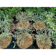 AFRICAN TALISAY ☘️LIVE PLANTS ☘️ VARIEGATED TALISAY