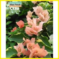 ✮ ▣ ◟ Bougainvillea Small Rooted
