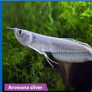 Arwana silver / albino / red baby arwana 10 cm - Silver Brazil