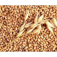 1kg Australian barley seeds (wheat grass seeds) & Barley seeds
