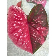 Pokok Keladi Thailand 3/Caladium Thailand