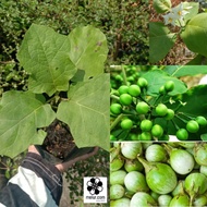 MDC-  Solanum Torvum Sapling / Anak Pokok Terung Pipit / Terung manggul / terung rembang / sayur