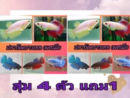 สุ่มปลากัดคราวเทล(กล่องใหญ่) คละสี เพศเมียไข่แน่น พร้อมรัด 4 ตัวแถม1 ตัว**มีบริการเก็บเงินปลายทาง