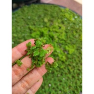 200gram Azolla Microphylla / Mosquito Fern