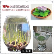 Aquatic Bowl Lotus Seed Hydroponic Plant Water Cultivation Flower Water Lotus Lotus Root Lotus  Wate