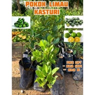 Anak Pokok Limau Kasturi | Limau Kasturi Thai