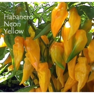 Benih Baru 5 pcs Biji Benih Cili HABANERO NEON YELLOW Hot Peppers Chili Pepper Seed