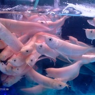 R1 ikan silver albino ikan arwana predator