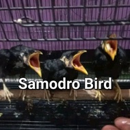Burung beo anakan loloh