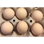 Telur Ayam American Silkie Berbenih Untuk Menetas ( 3 Biji / 5 Biji ) [ American Silkie ]