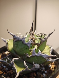 龍舌蘭 凱撒 植物 嚴龍 Agave Plant
