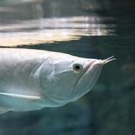 Ikan Arwana Silver Brazil BIG Size Tankmate Aquascape terlaris
