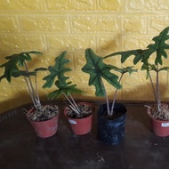 alocasia jacklyn 2 daun