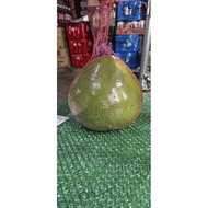 Pomelo Gunung Ledang | Limau Bali | 柚子 Gunung Ledang