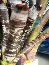 bromeliad aechmea Chantinii Wine Cellar