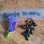 Benih Bunga Telang Biru