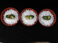 綠玉扇錦 , 窗前案頭小型高檔觀葉植物 !