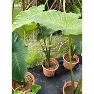 Colocasia Esculenta (Taro) "Evergreen". 1meter height, Grows up to 6ft. tall . Free fertilizer & soi