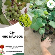 F1 peony vine standard agricultural academy variety 1