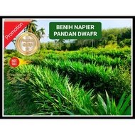[20KG PROMO] BENIH NAPIER PANDAN/DWARF/BEST KUALITI